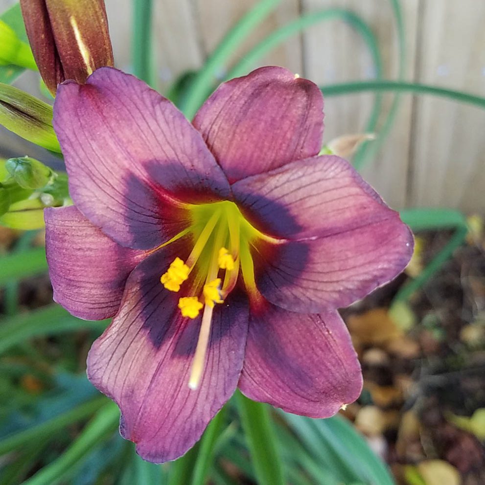 chocolate-raisins-indian-camp-daylilies