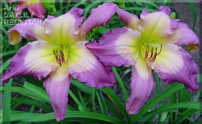 high-water-mark-indian-camp-daylilies