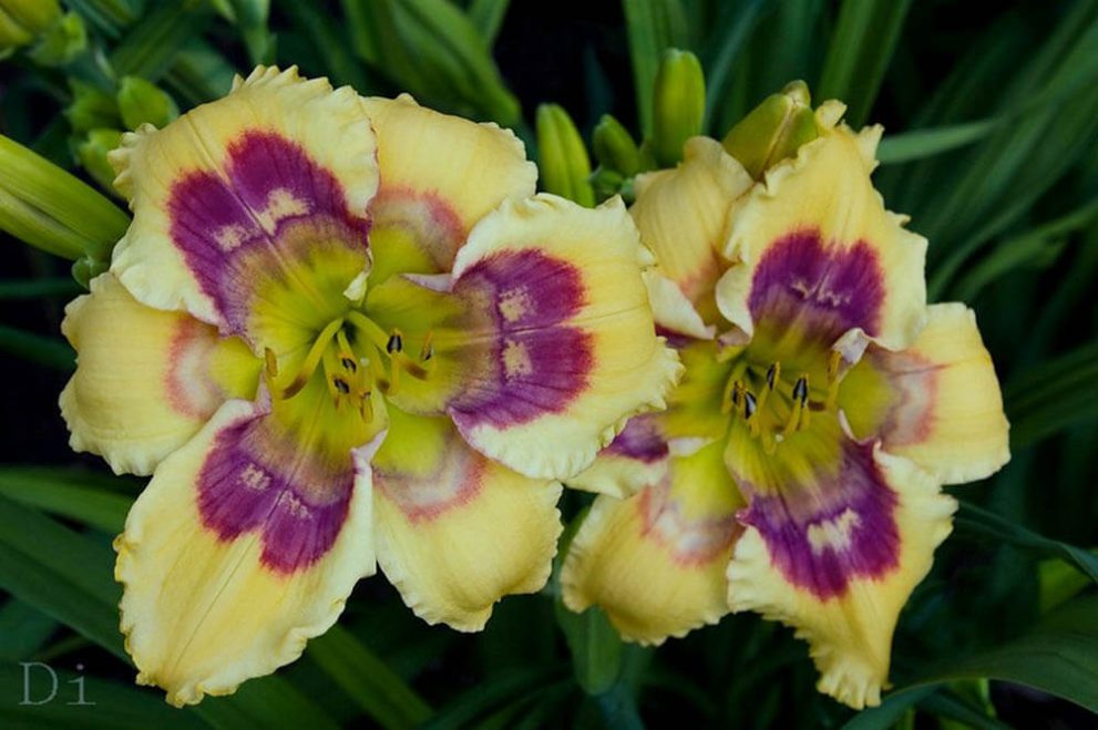 jinxy-indian-camp-daylilies