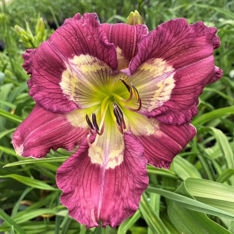 Lauren reese indian camp daylilies