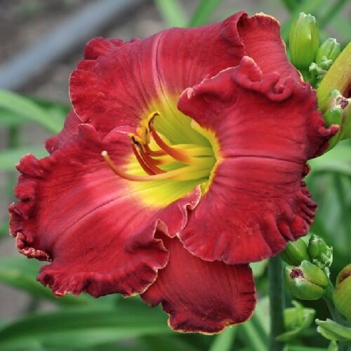 LOVELY SENORITA – Indian Camp Daylilies