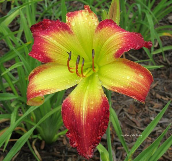 RAPTURE READY Indian Camp Daylilies