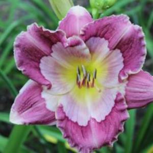 WHAT’S TRUMP – Indian Camp Daylilies