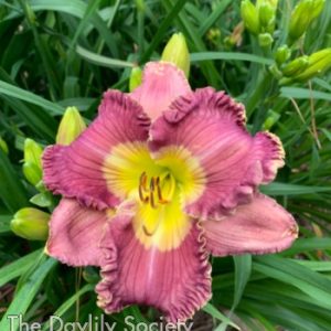 SOUTHERN LAVENDER MIST