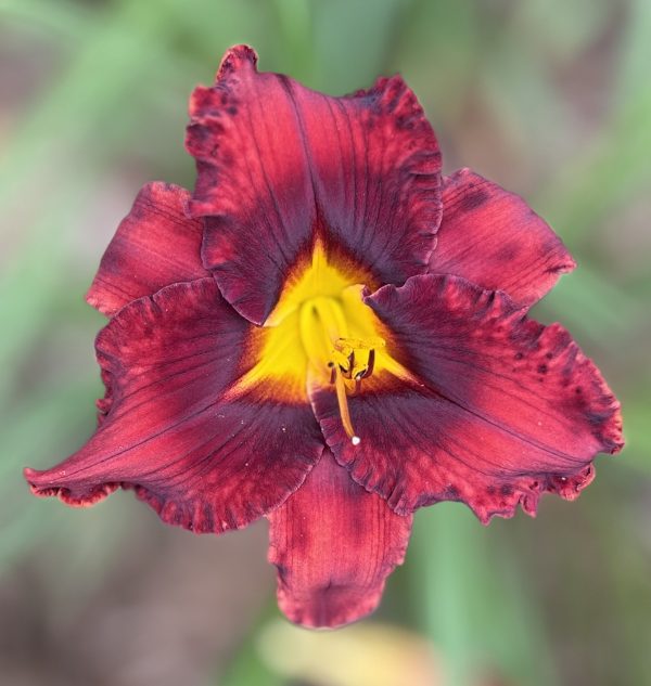 I SEE RED