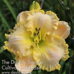 MEMA NASH'S LILy