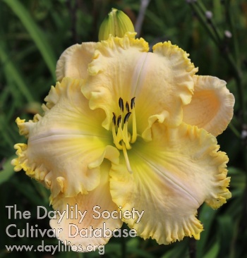 MEMA NASH'S LILy