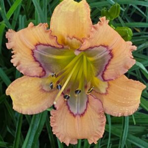 APRICOT MAJESTY