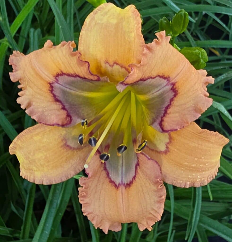 APRICOT MAJESTY