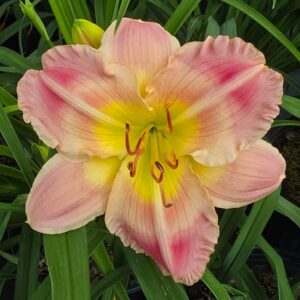 BLUSH AND BASHFUL