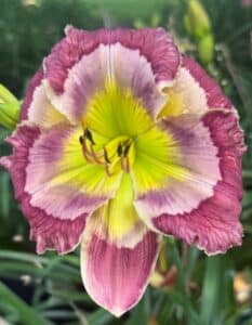 LAVENDER CROWN JEWEL